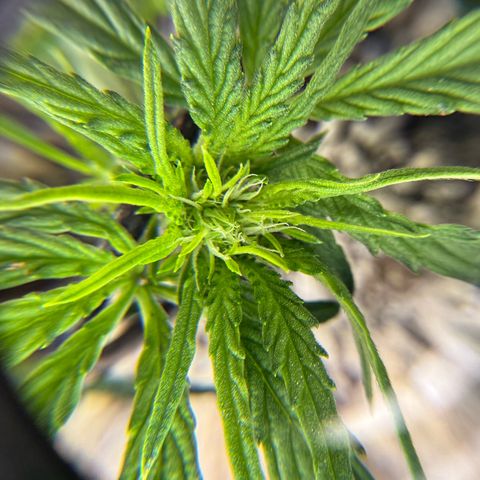 Mephisto Double Grape growlog photo: Day 28