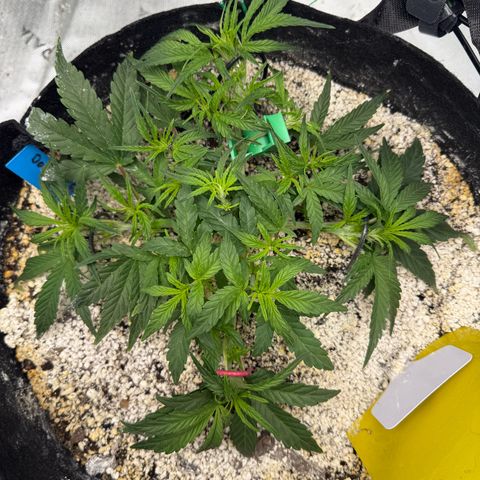 Mephisto Double Grape growlog photo: Day 28