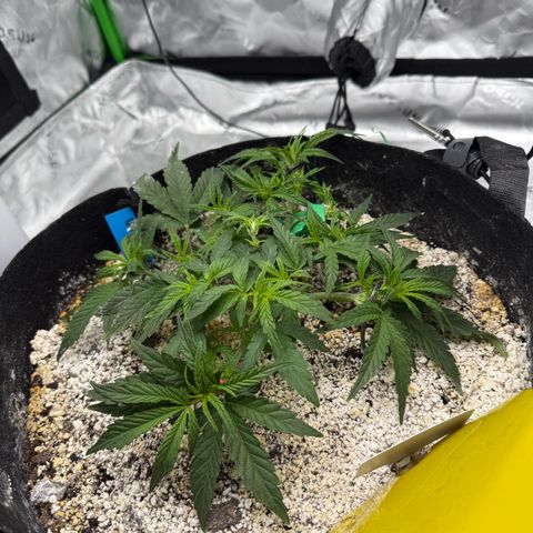 Mephisto Double Grape growlog photo: Day 28
