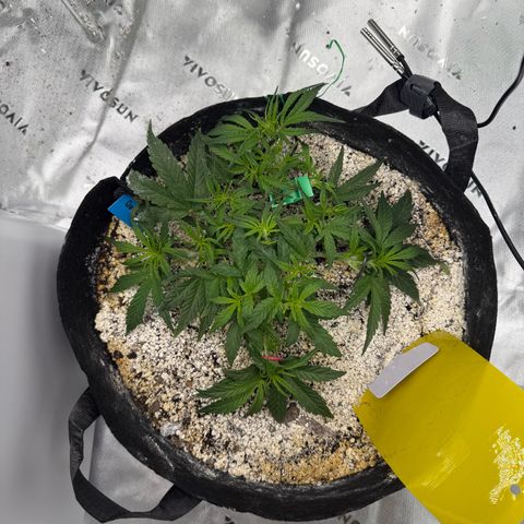 Mephisto Double Grape growlog photo: Day 28