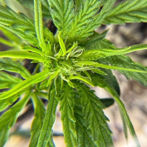 Mephisto Double Grape growlog timeline photo