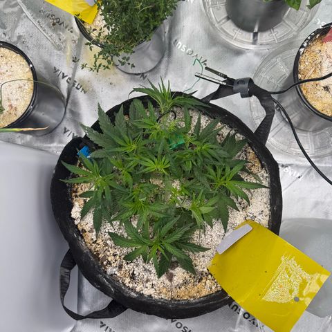 Mephisto Double Grape growlog photo: Day 29