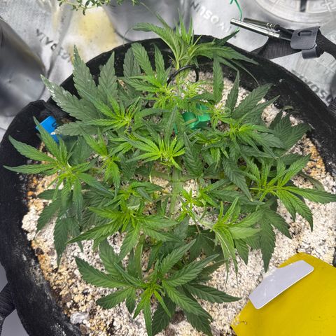 Mephisto Double Grape growlog photo: Day 29