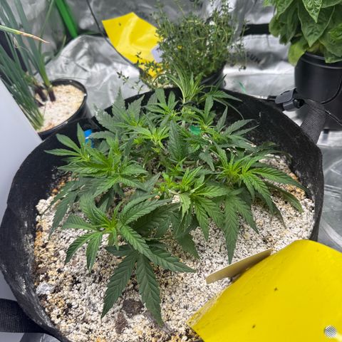 Mephisto Double Grape growlog photo: Day 29