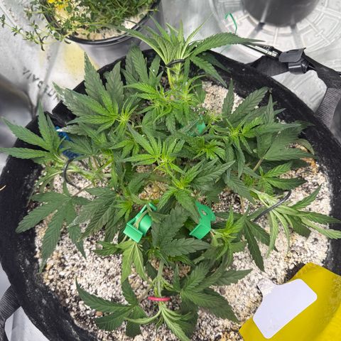 Mephisto Double Grape growlog photo: Day 30