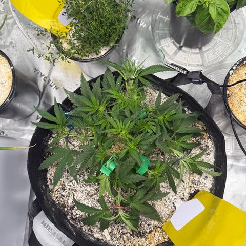 Mephisto Double Grape growlog photo: Day 30