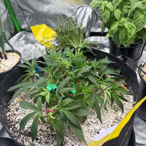Mephisto Double Grape growlog photo: Day 30
