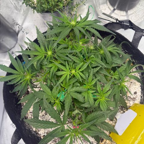 Mephisto Double Grape growlog photo: Day 31