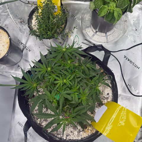Mephisto Double Grape growlog photo: Day 31