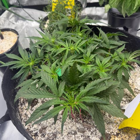 Mephisto Double Grape growlog photo: Day 31