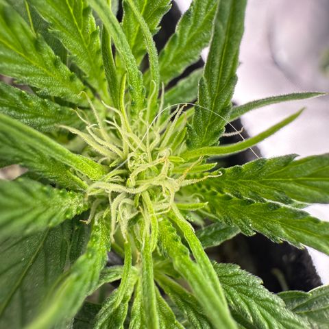 Mephisto Double Grape growlog photo: Day 31
