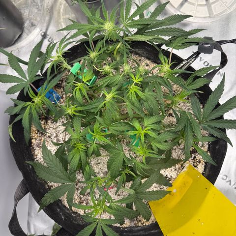 Mephisto Double Grape growlog photo: Day 34