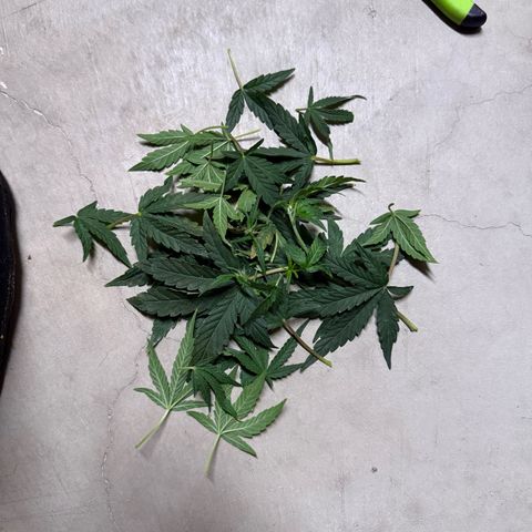 Mephisto Double Grape growlog photo: Day 34