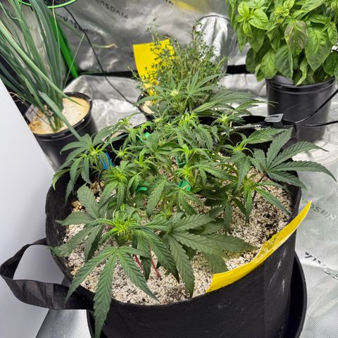 Mephisto Double Grape growlog photo: Day 34