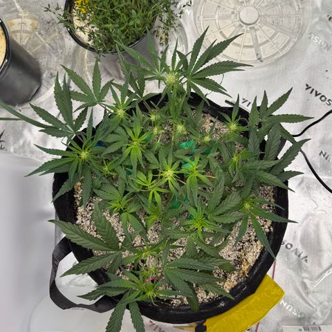 Mephisto Double Grape growlog photo: Day 35