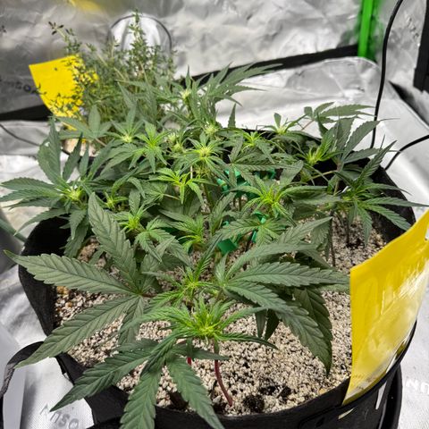 Mephisto Double Grape growlog photo: Day 35