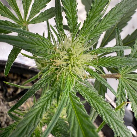 Mephisto Double Grape growlog photo: Day 35