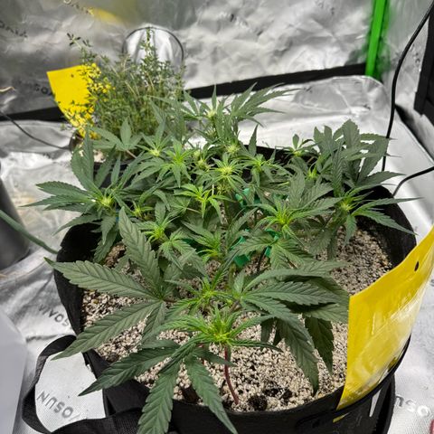 Mephisto Double Grape growlog photo: Day 35