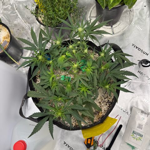 Mephisto Double Grape growlog photo: Day 36