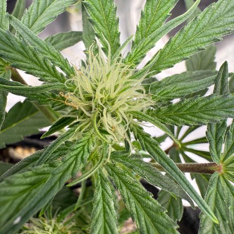 Mephisto Double Grape growlog photo: Day 36