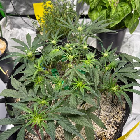 Mephisto Double Grape growlog photo: Day 36