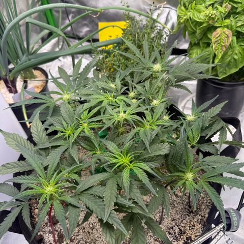 Mephisto Double Grape growlog photo: Day 37