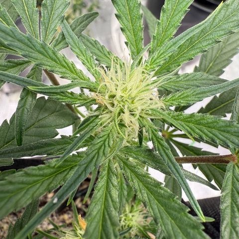 Mephisto Double Grape growlog photo: Day 37