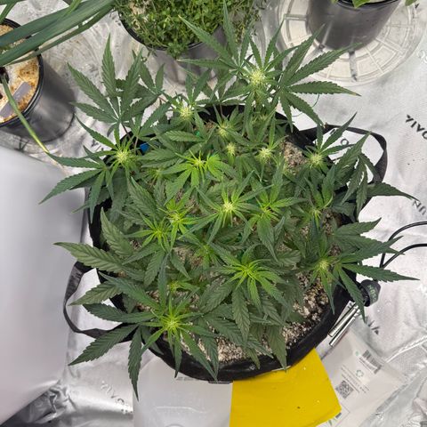 Mephisto Double Grape growlog photo: Day 37