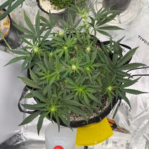 Mephisto Double Grape growlog photo: Day 38