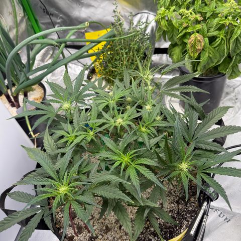 Mephisto Double Grape growlog photo: Day 38