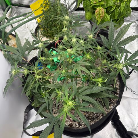 Mephisto Double Grape growlog timeline photo