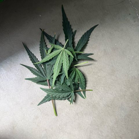 Mephisto Double Grape growlog timeline photo
