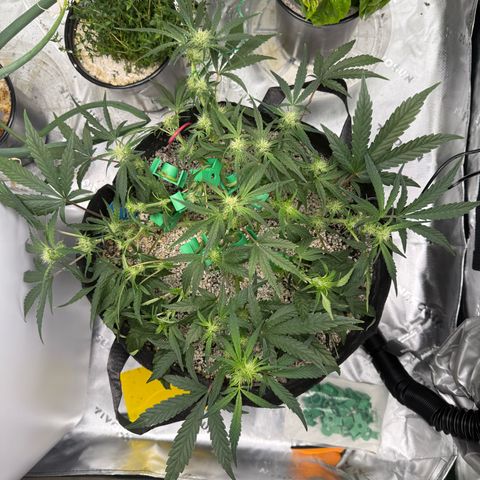 Mephisto Double Grape growlog timeline photo