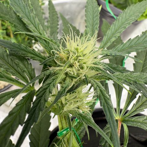 Mephisto Double Grape growlog timeline photo