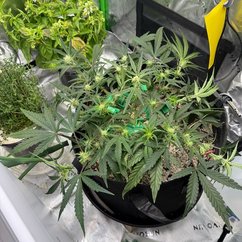 Mephisto Double Grape growlog photo: Day 40.