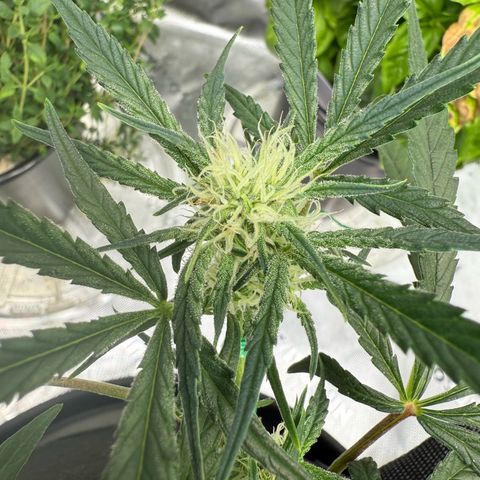 Mephisto Double Grape growlog photo: Day 40.