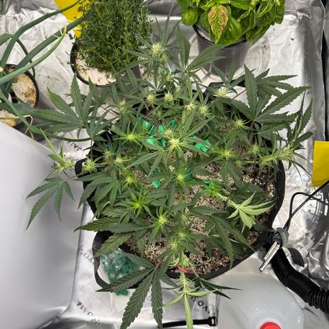 Mephisto Double Grape growlog photo: Day 40.