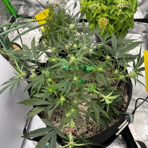 Mephisto Double Grape growlog photo: Day 40.