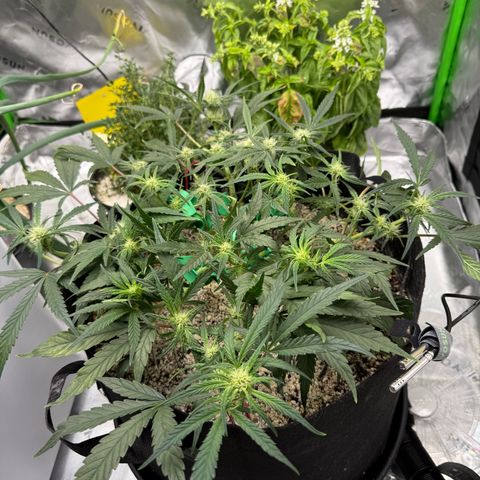 Mephisto Double Grape growlog photo: Day 41