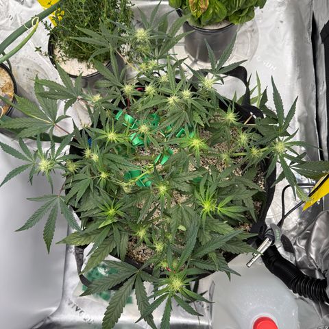 Mephisto Double Grape growlog photo: Day 41