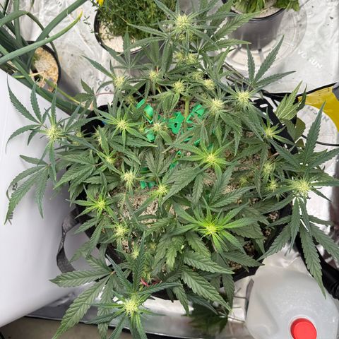 Mephisto Double Grape growlog photo: Day 42