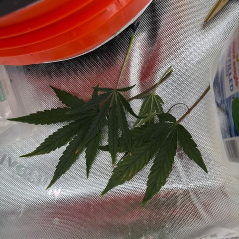 Mephisto Double Grape growlog photo: Day 42