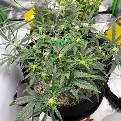 Mephisto Double Grape growlog photo: Day 42