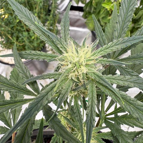 Mephisto Double Grape growlog timeline photo