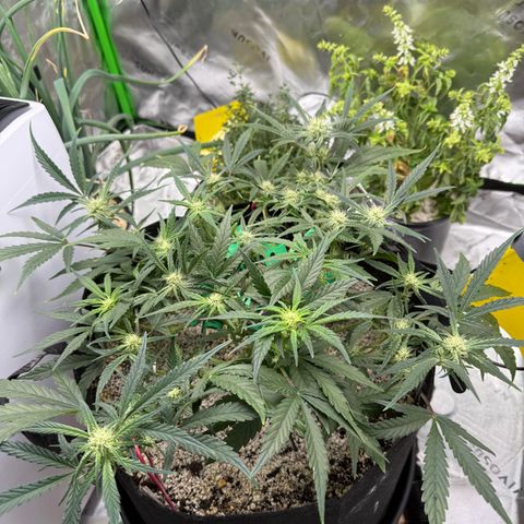 Mephisto Double Grape growlog photo: Day 43