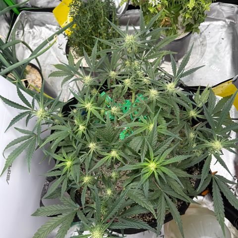 Mephisto Double Grape growlog photo: Day 43