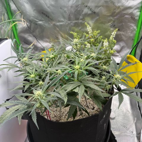 Mephisto Double Grape growlog photo: Day 44