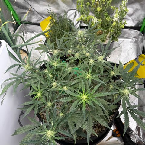 Mephisto Double Grape growlog photo: Day 44