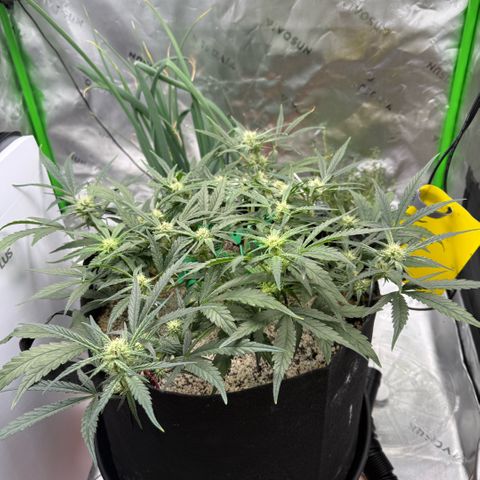 Mephisto Double Grape growlog photo: Day 45