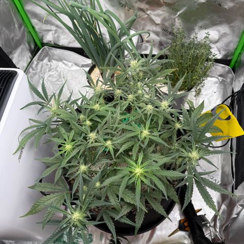 Mephisto Double Grape growlog photo: Day 45